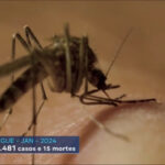 brasil-registra-quase-220-mil-casos-de-dengue-em-janeiro-e-vive-preocupacao-com-escalada-da-doenca