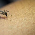 saiba-como-se-proteger-do-mosquito-da-dengue-em-apartamentos-e-condominios