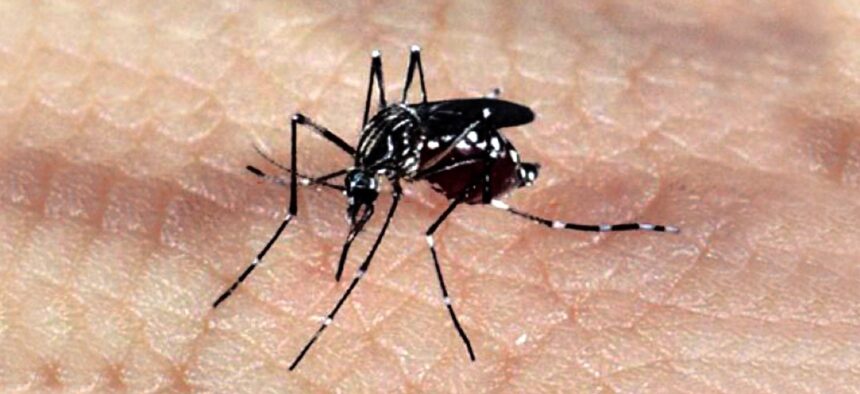 fabrica-de-bacteria-que-vai-combater-dengue-em-mg-deve-ficar-pronta-em-maio