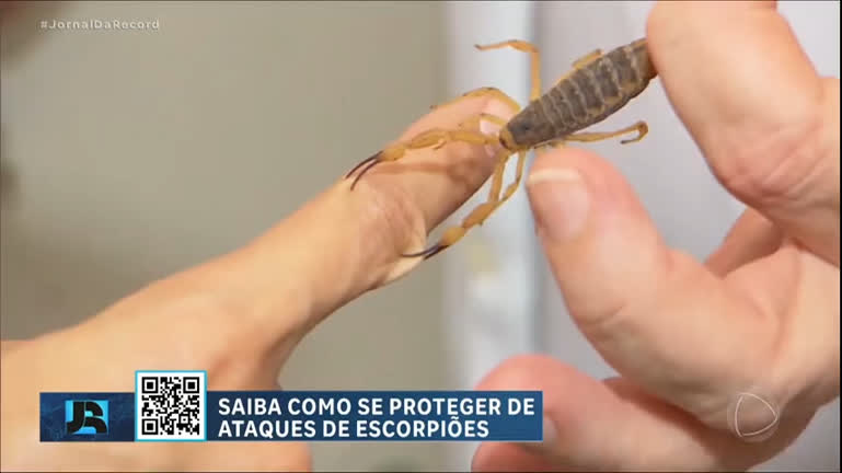 estado-de-sao-paulo-registra-mais-de-300-ataques-de-escorpioes-nos-primeiros-dias-de-2024