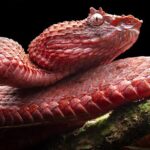 descobertas-cinco-novas-especies-de-belissimas-cobras-de-pestana